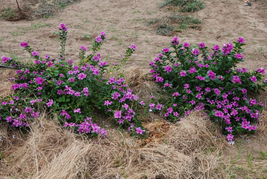 indian periwinkles 1200